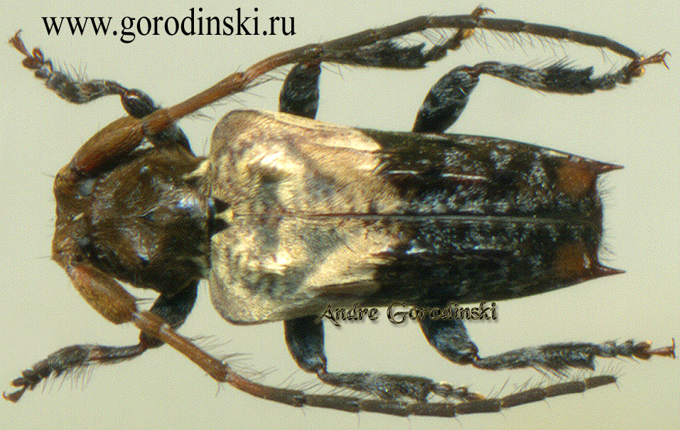 http://www.gorodinski.ru/cerambyx/Pogonocherus seminiveus.jpg